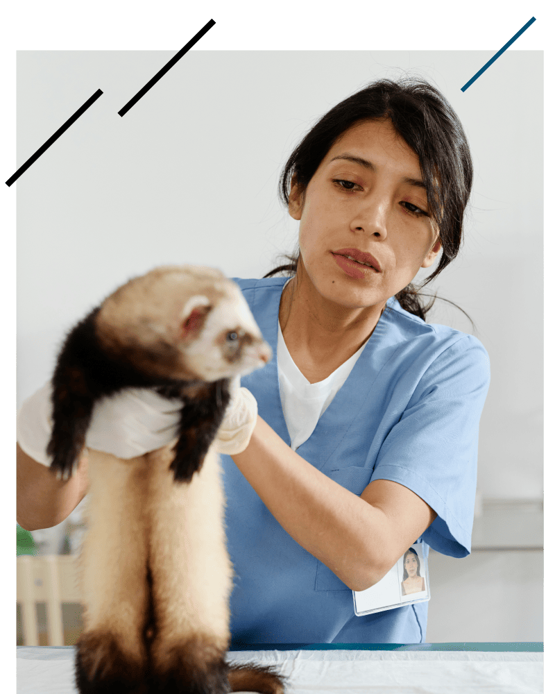 Veterinarian examining a ferret